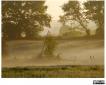 Ditmarschen Nebel mit Feld, Baum und Sträuchern. 