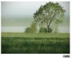  Ditmarschen Nebel über einem Feld mit Baum und Sträuchern. 